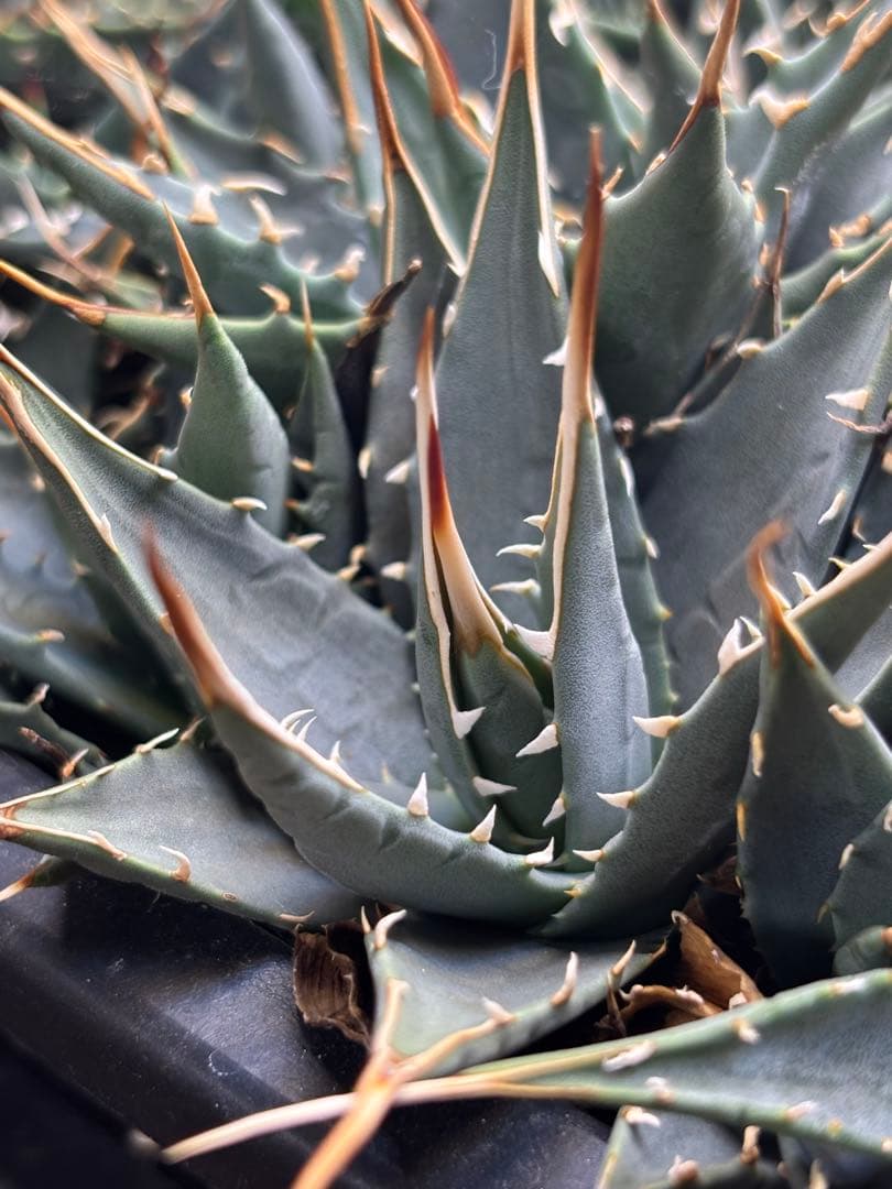 花屋山【実生２年目】アガベ エボリスピナ｜実生株（40株セット）