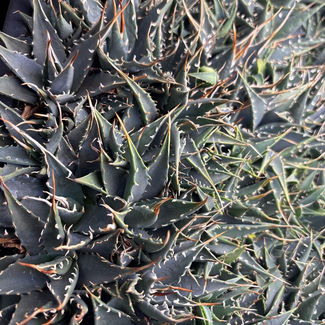 花屋山【実生２年目】アガベ エボリスピナ｜実生株（40株セット）