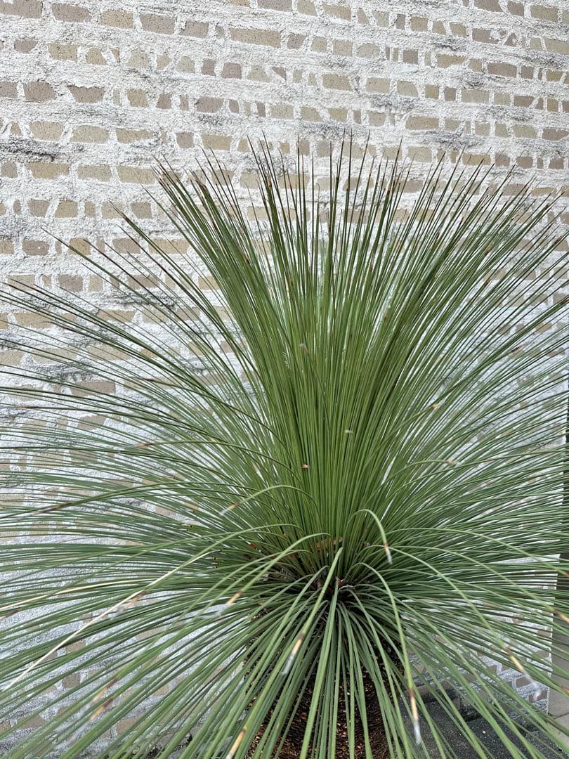 ダシリリオン　・ロンギシマム　H210cm以上