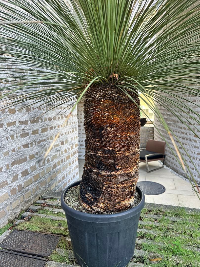 ダシリリオン　・ロンギシマム　H210cm以上