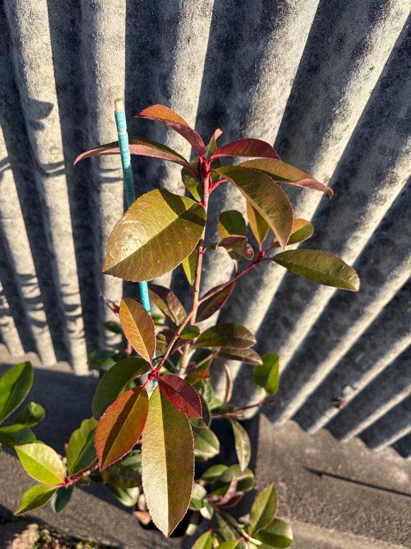 レッドロビン　10本