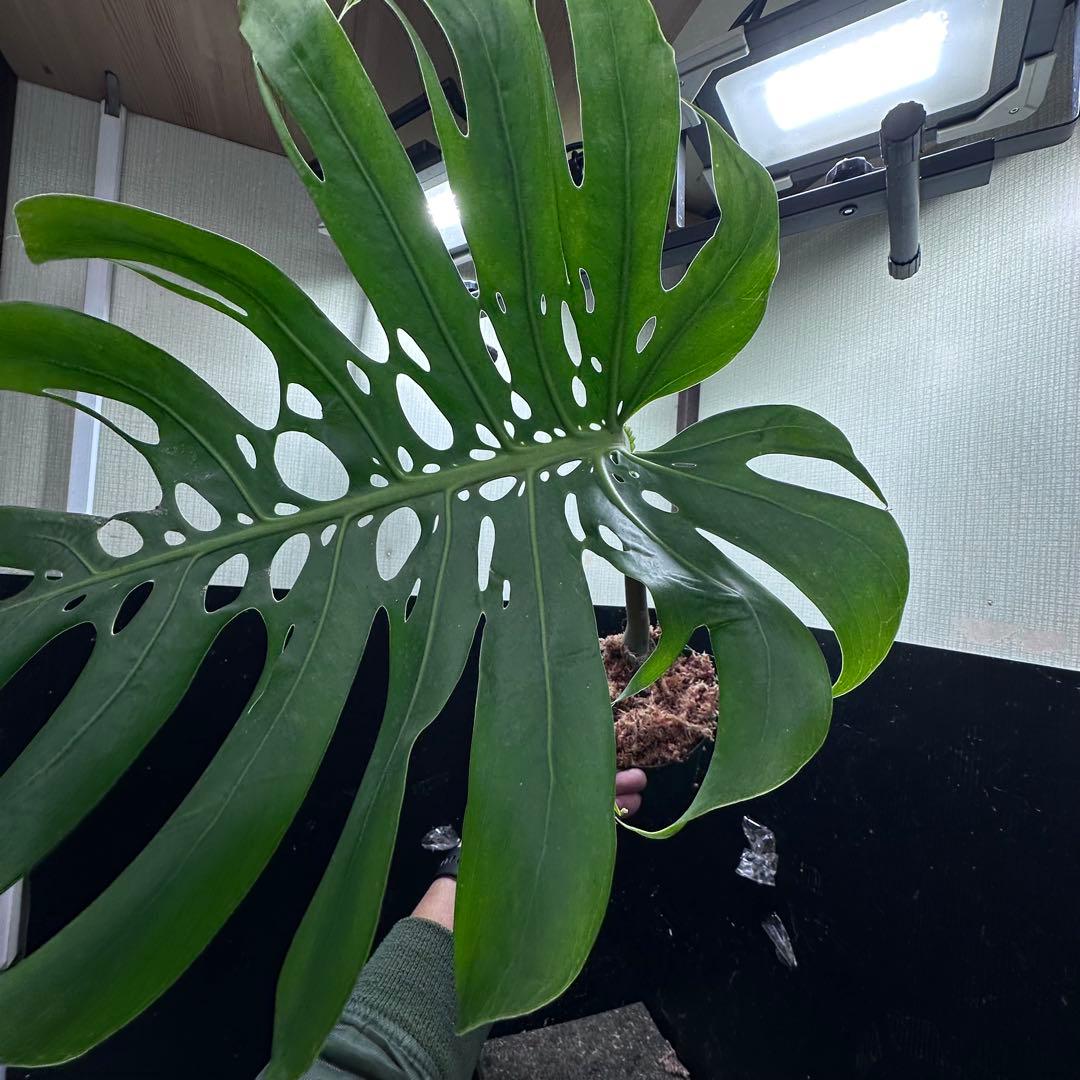 K*n様 モンステラデリシオーサマクロコズム超希少系統鉢植え66㎝