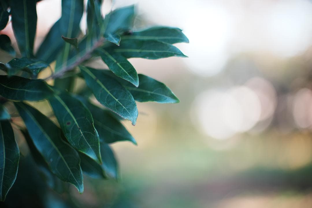 【希少・極美品】Canon New 50mm F1.2 L キャノン 737