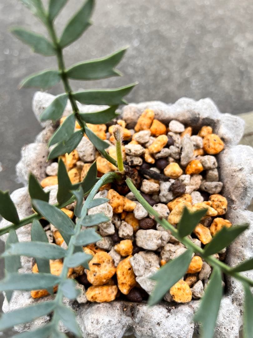 エンセファラルトス・ホリダス Encephalartos horridus