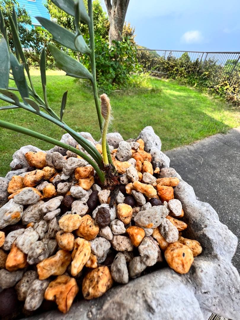 エンセファラルトス・ホリダス Encephalartos horridus