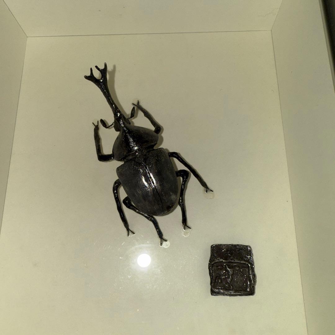 カブトムシ標本