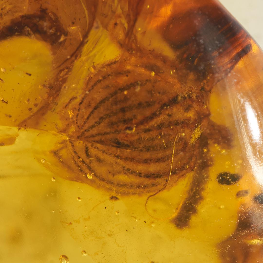 レア極上品 PA147虫入り琥珀化石　ミャンマーカムティかタナイ9900万年前