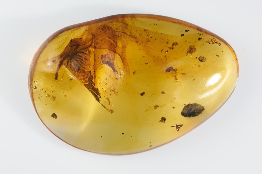 レア極上品 PA147虫入り琥珀化石　ミャンマーカムティかタナイ9900万年前