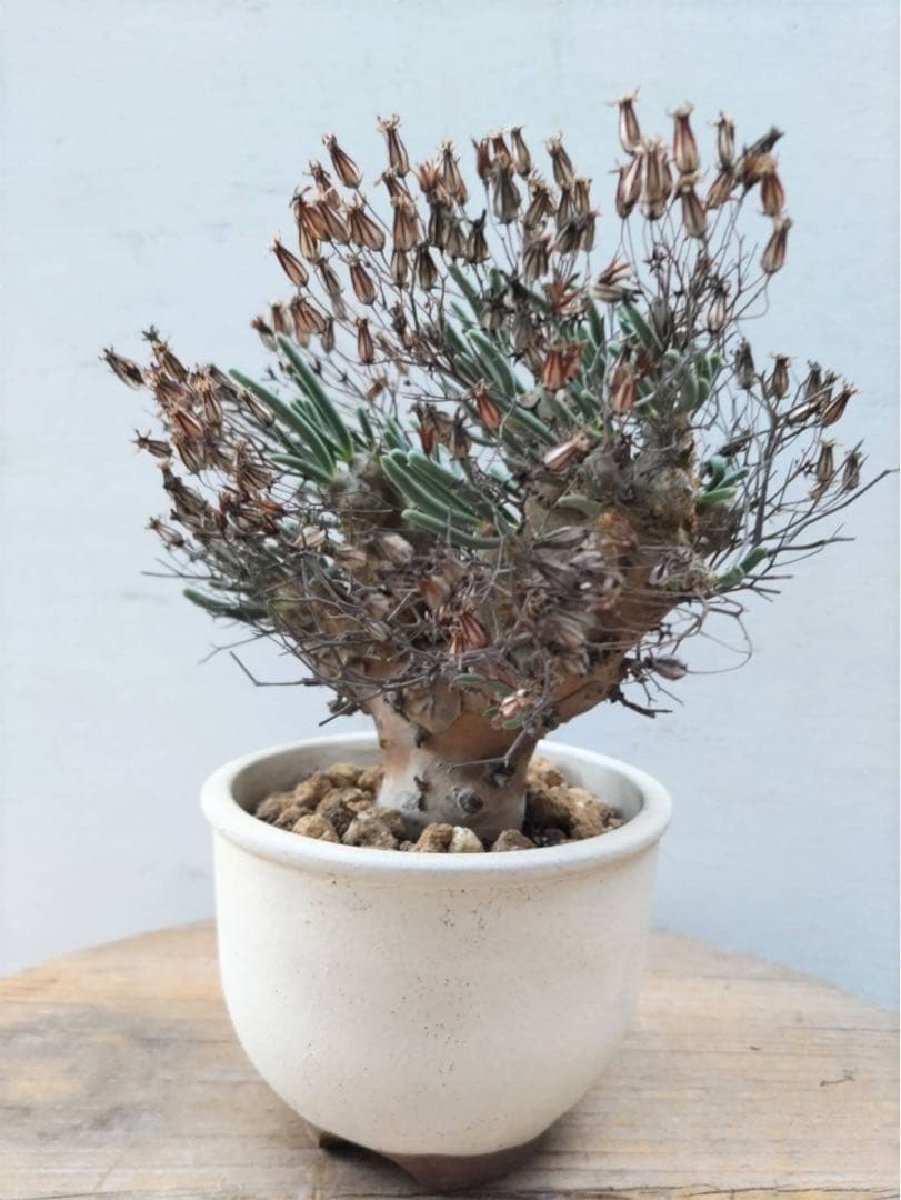 チレコドン　レティキュラータス　万物想