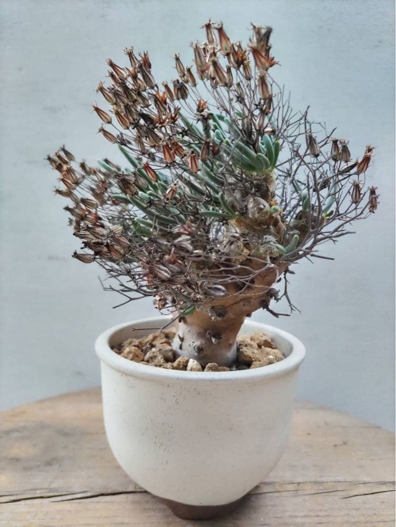 チレコドン　レティキュラータス　万物想