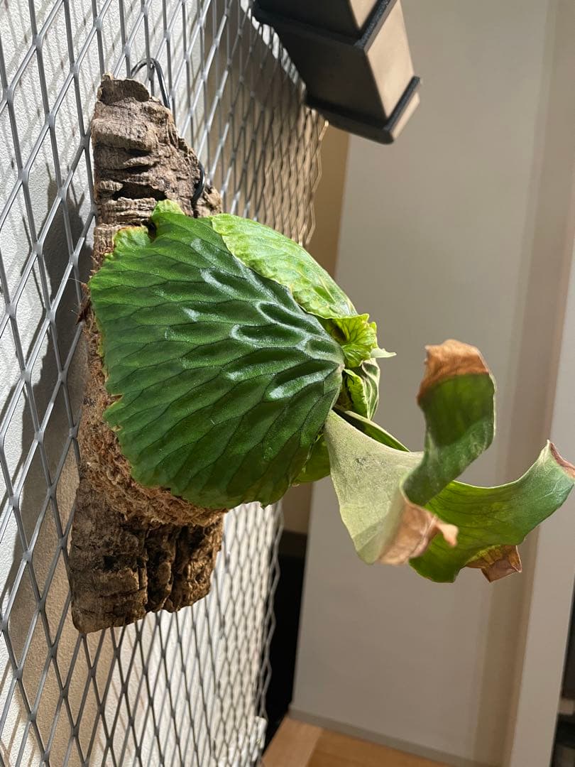 ビカクシダ マダガスカリエンセ P.madagascariense コルク付け