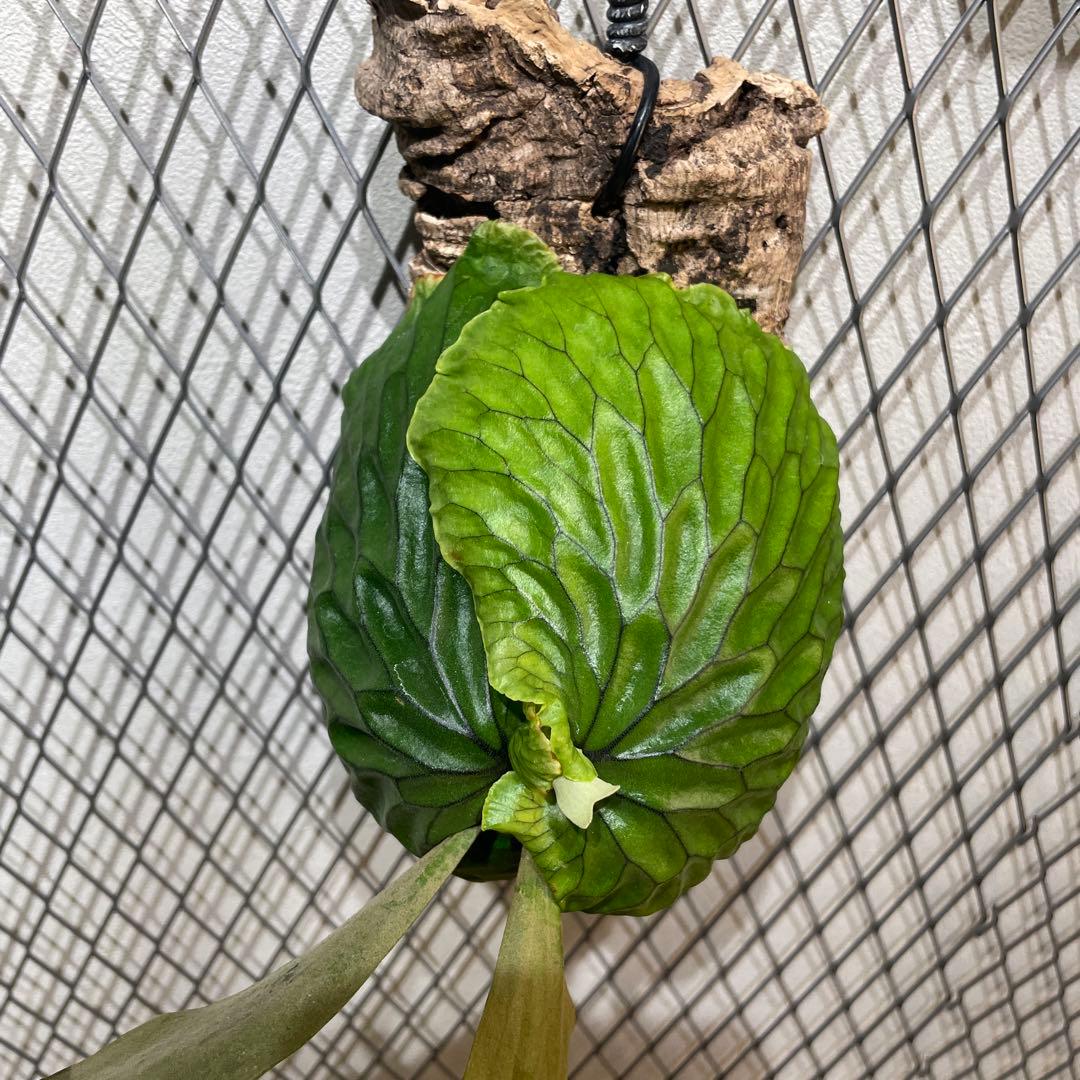 ビカクシダ マダガスカリエンセ P.madagascariense コルク付け