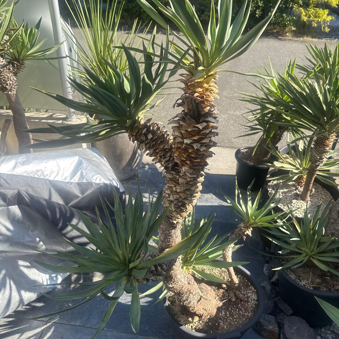 ユッカグロリオサ　分頭！　子株も有り　芋付き　1.25m以上　直接取り引きのみ