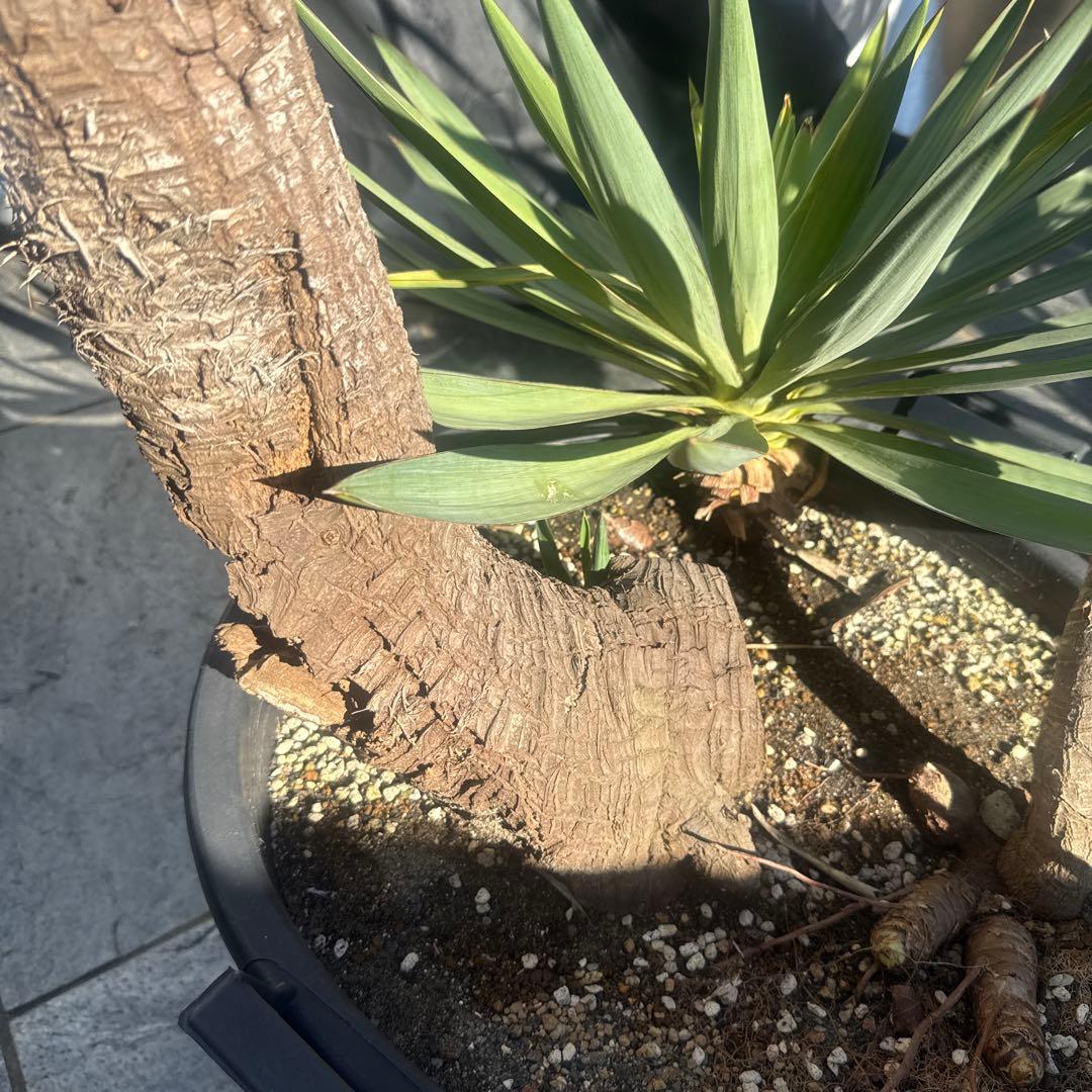 ユッカグロリオサ　分頭！　子株も有り　芋付き　1.25m以上　直接取り引きのみ