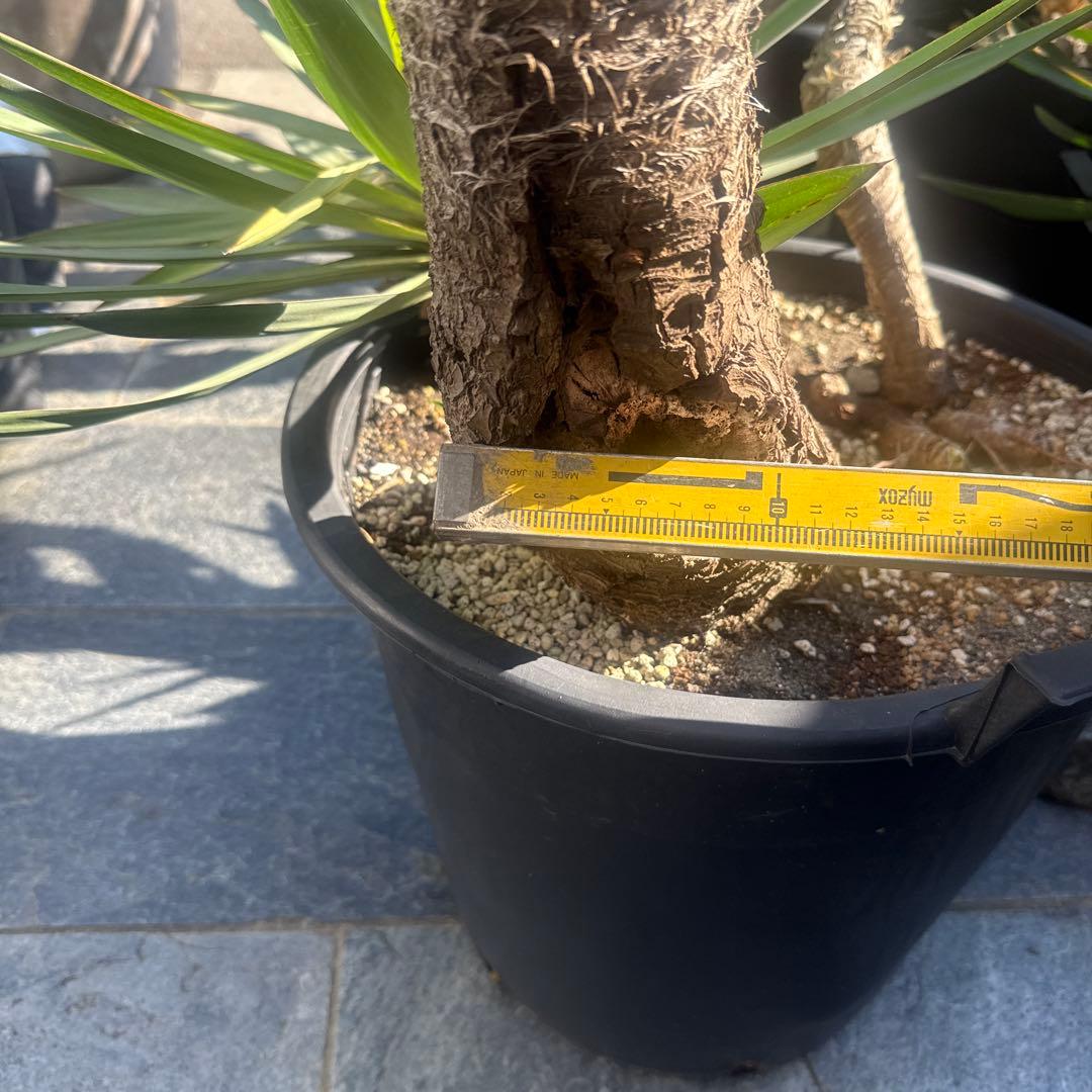 ユッカグロリオサ　分頭！　子株も有り　芋付き　1.25m以上　直接取り引きのみ