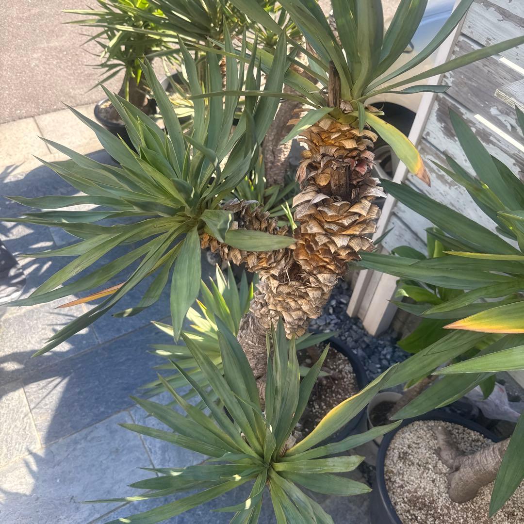 ユッカグロリオサ　分頭！　子株も有り　芋付き　1.25m以上　直接取り引きのみ