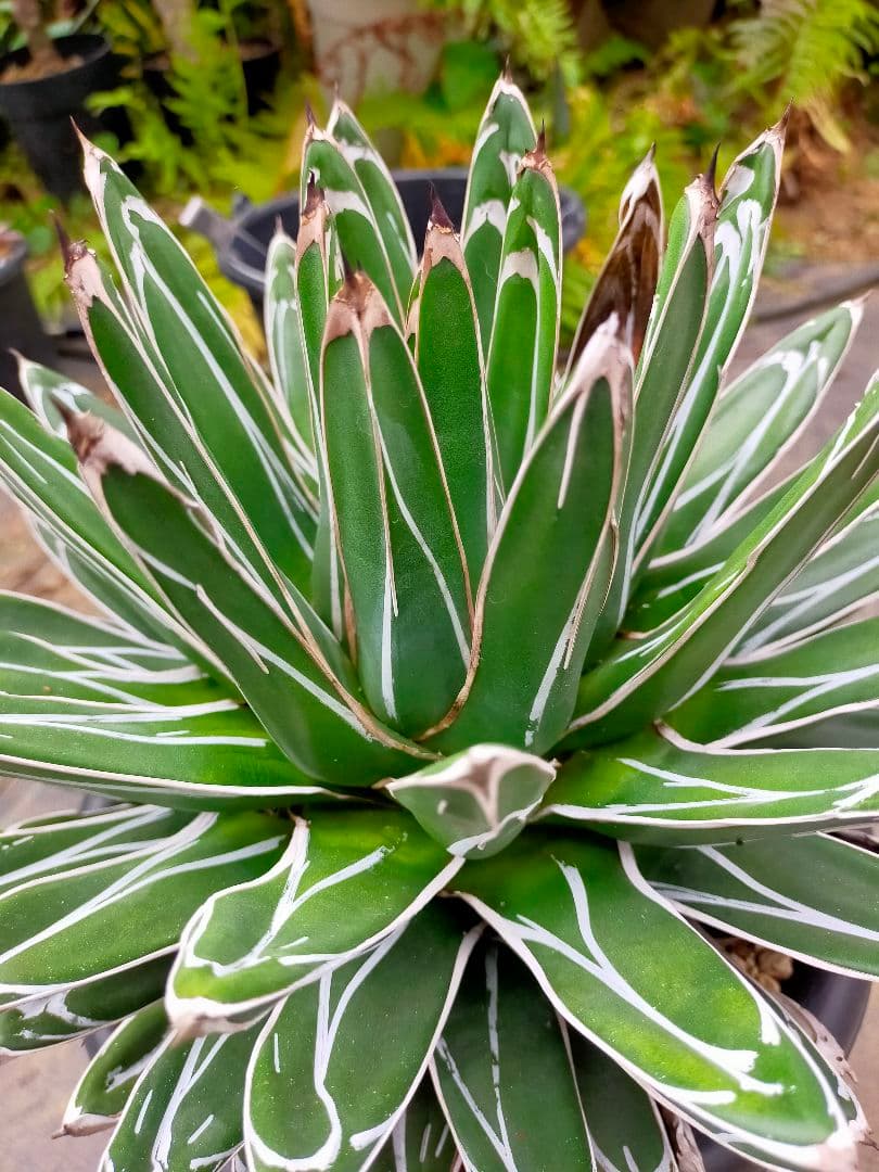 アガベ　笹の雪　濃ペンキ　大株