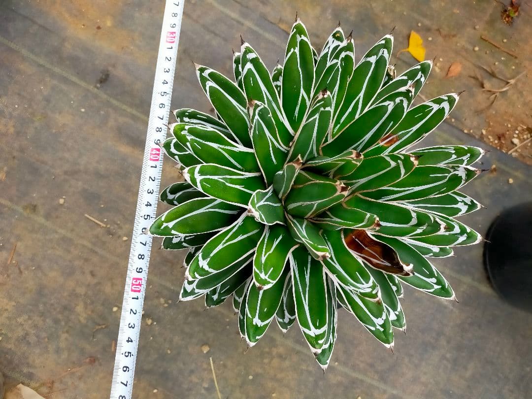 アガベ　笹の雪　濃ペンキ　大株