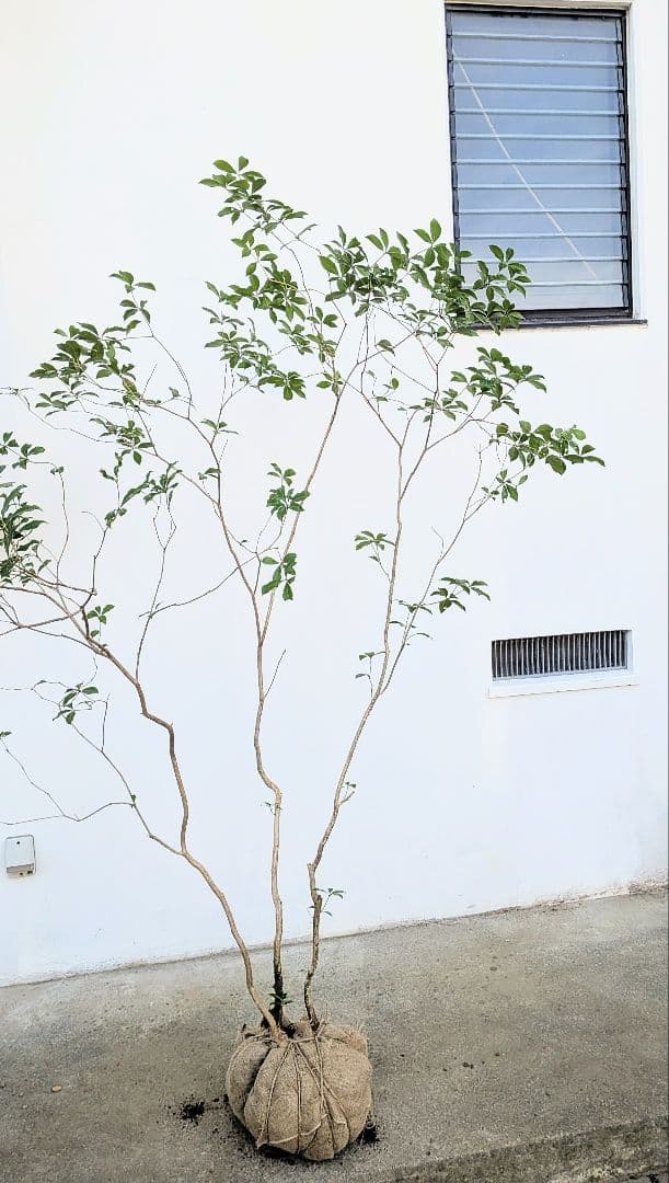 極美。山採りアセビ。