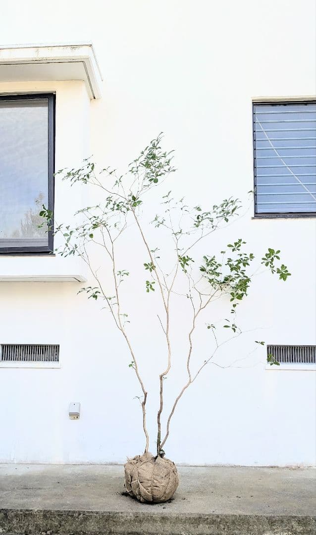 極美。山採りアセビ。