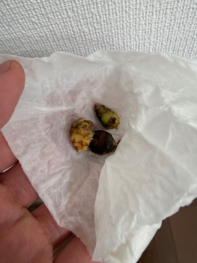 アロカシア8種　小芋セット【限定特価】