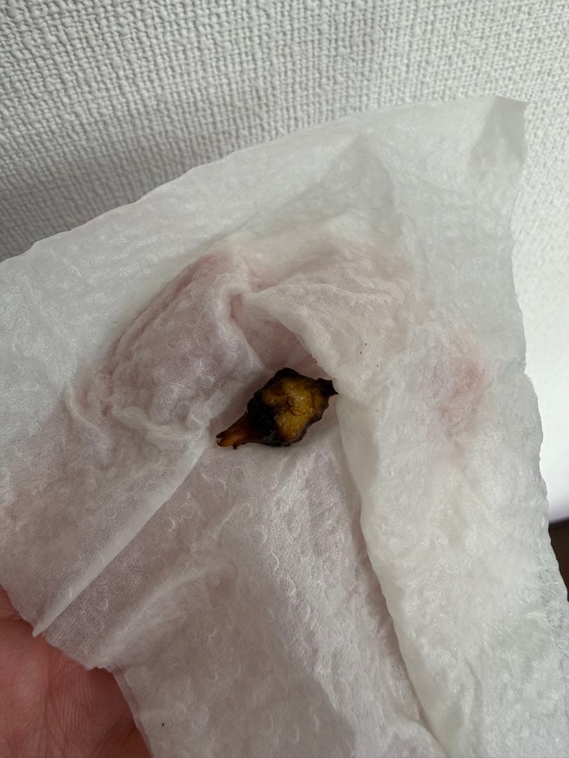 アロカシア8種　小芋セット【限定特価】