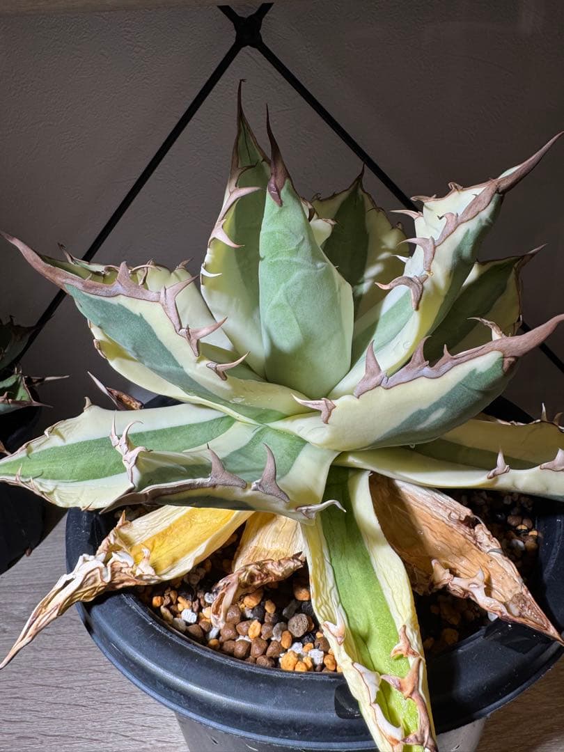 【極上株】アガベ　チタノタ　スナグルトゥース　大株