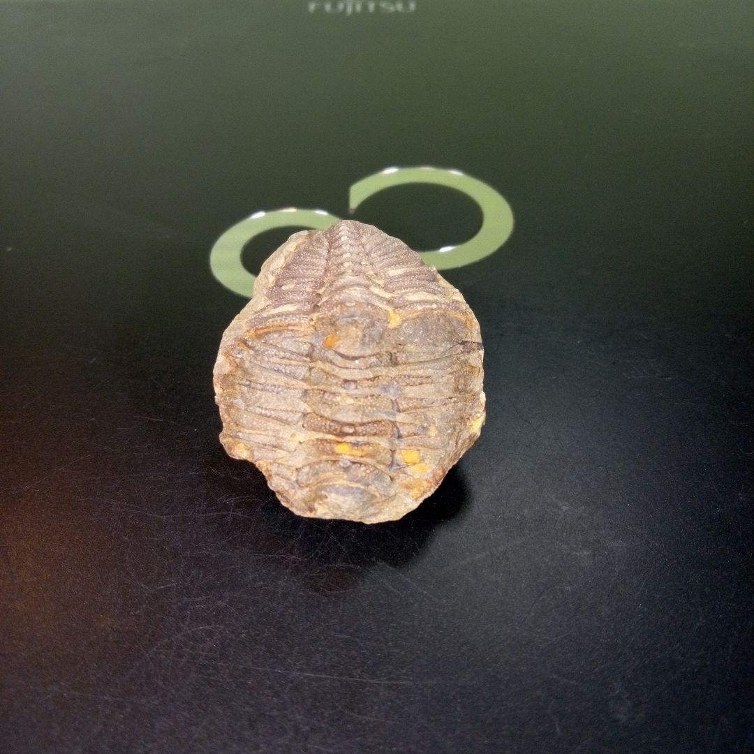 三葉虫　化石　fossil　ボリビア　trilobite　三葉虫綱　三葉虫管理③