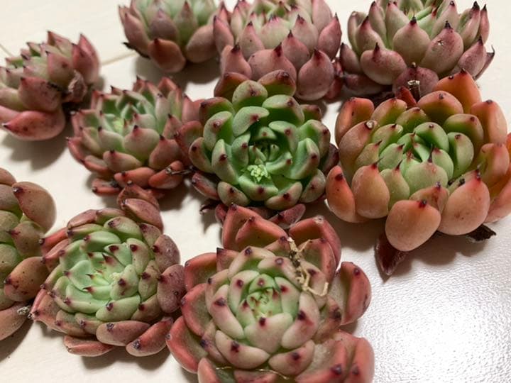 ティッピー×ベンバディス　韓国苗