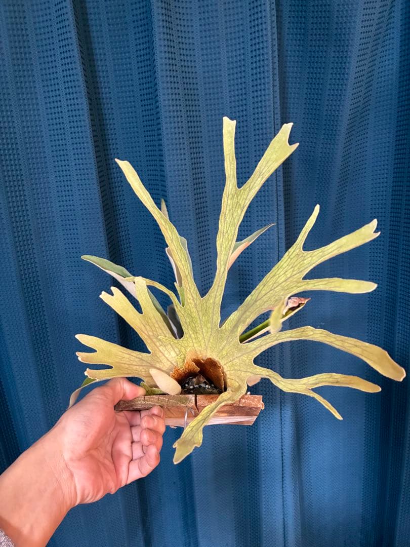 ビカクシダveitchii Auburn  ARS( mvs)