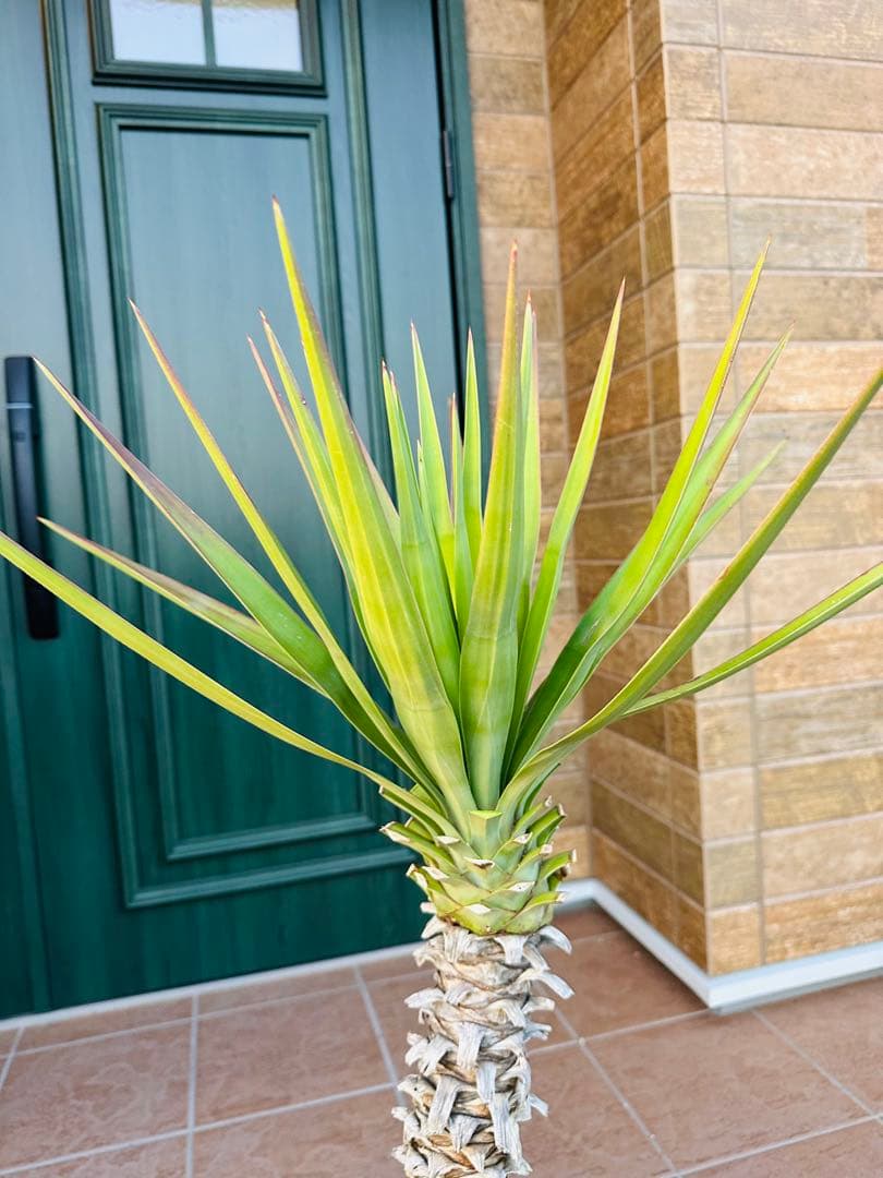 ユッカ　アロイフォリア【B】