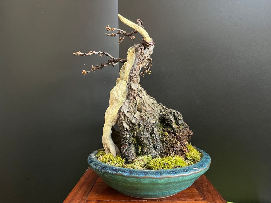 梅盆栽　野梅　古木　極太サバ幹　白花一重　(検索用　真柏、五葉松、黒松、紅葉、楓