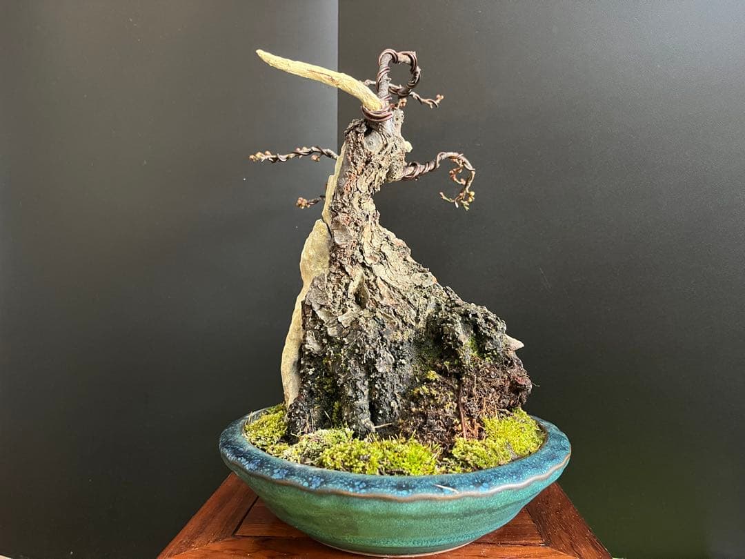 梅盆栽　野梅　古木　極太サバ幹　白花一重　(検索用　真柏、五葉松、黒松、紅葉、楓