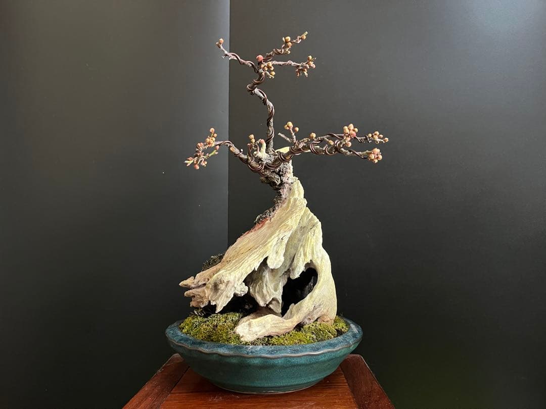 梅盆栽　野梅　古木　極太サバ幹　白花一重　(検索用　真柏、五葉松、黒松、紅葉、楓