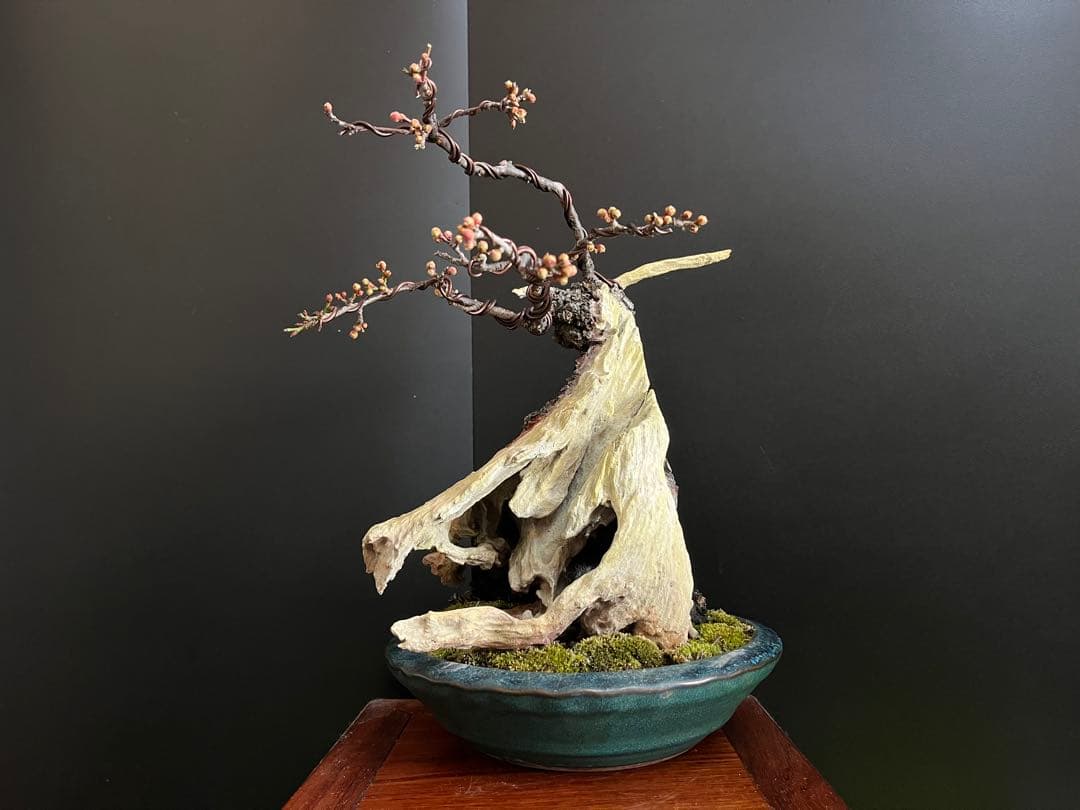 梅盆栽　野梅　古木　極太サバ幹　白花一重　(検索用　真柏、五葉松、黒松、紅葉、楓