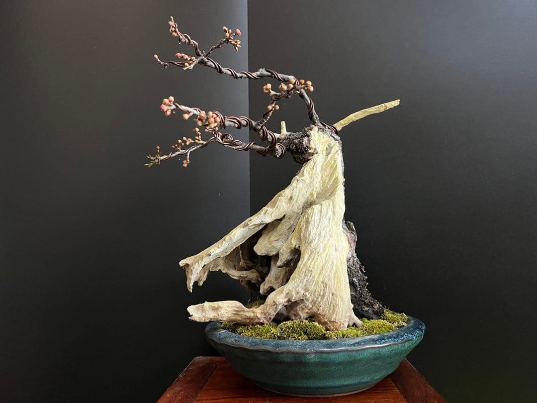 梅盆栽　野梅　古木　極太サバ幹　白花一重　(検索用　真柏、五葉松、黒松、紅葉、楓