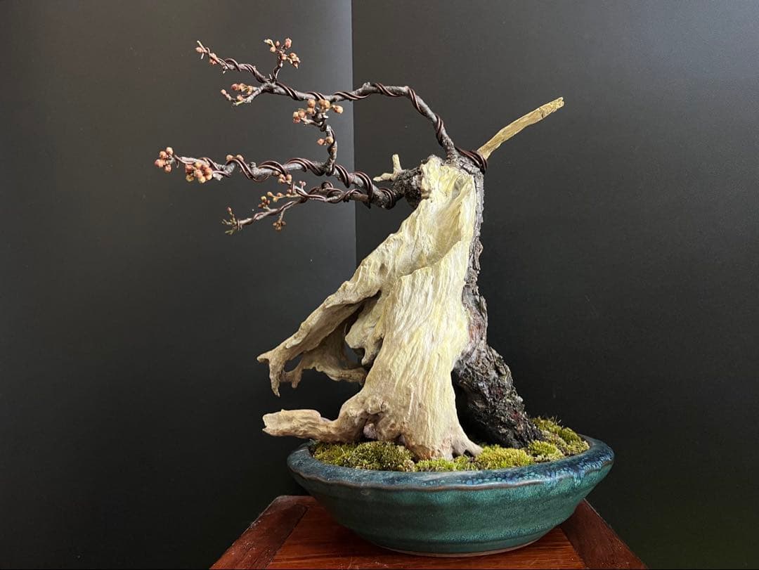 梅盆栽　野梅　古木　極太サバ幹　白花一重　(検索用　真柏、五葉松、黒松、紅葉、楓