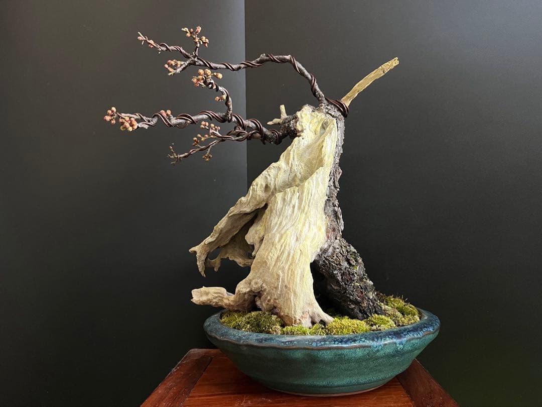 梅盆栽　野梅　古木　極太サバ幹　白花一重　(検索用　真柏、五葉松、黒松、紅葉、楓