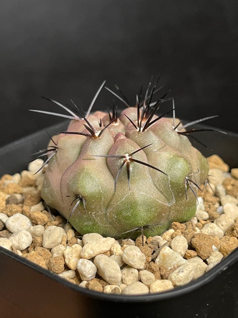 EMP コピアポア （黒王丸×カルデラナ）× 黒王丸 実生 / CT870