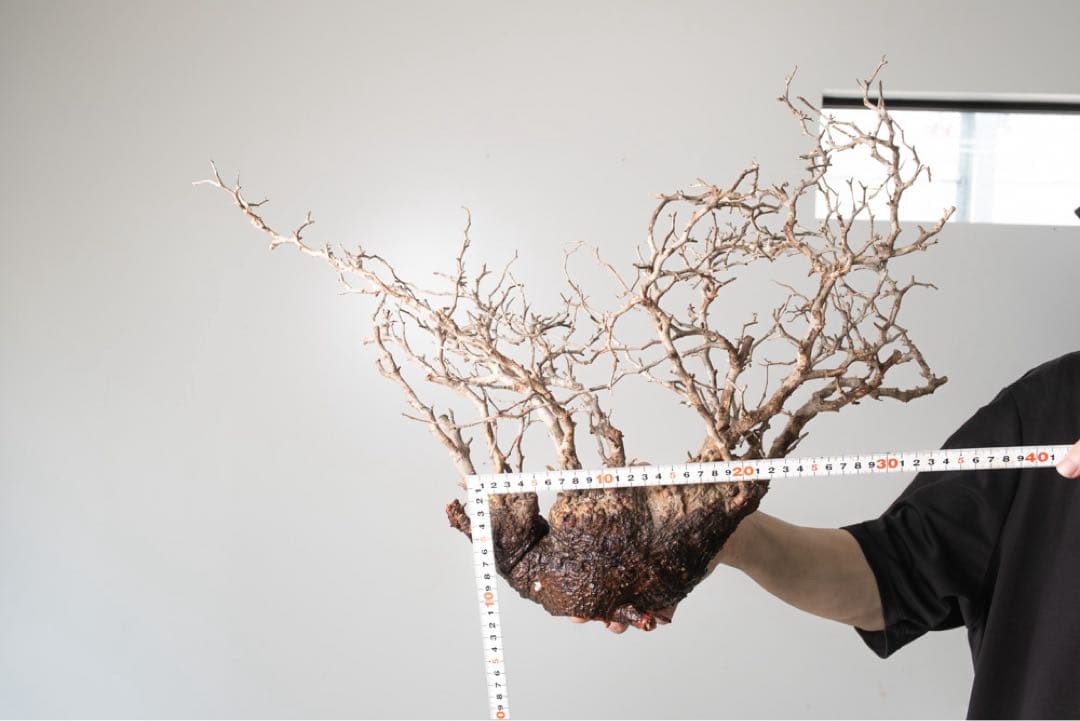 kk116 オペルクリカリア パキプス ベアルート株