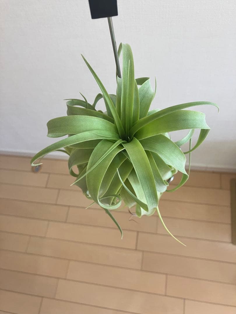 g*u様 希少 交配種 マッカラ チランジニア エアープランツ ストレプトフィラ