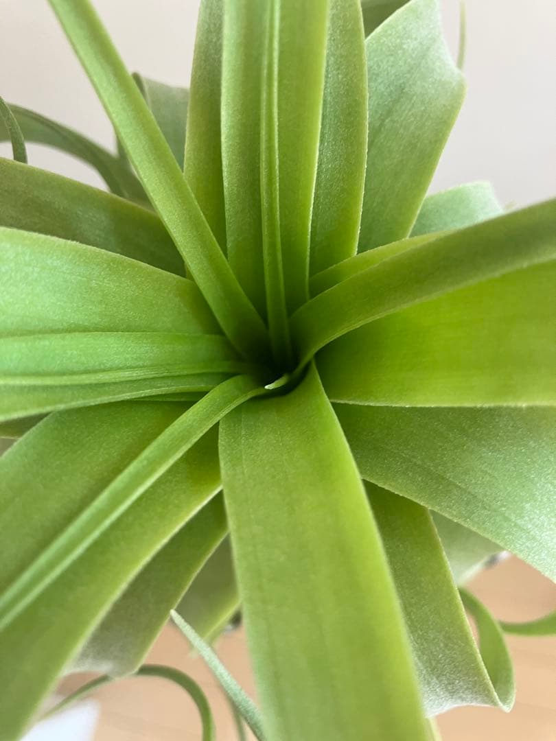 g*u様 希少 交配種 マッカラ チランジニア エアープランツ ストレプトフィラ