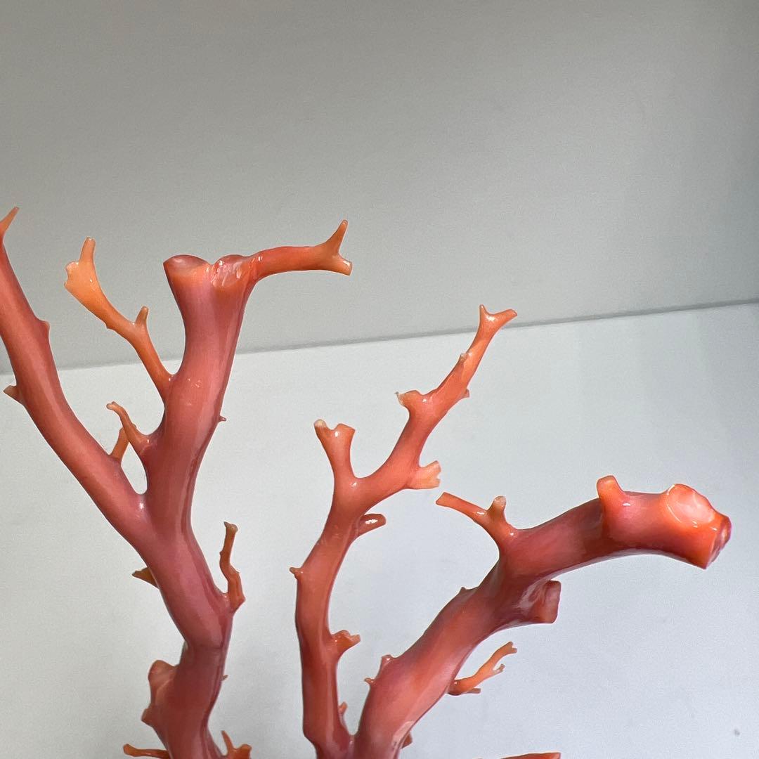 専用　本肉赤珊瑚　ケース付　台込221g 東Y8-0130②トヒトオ