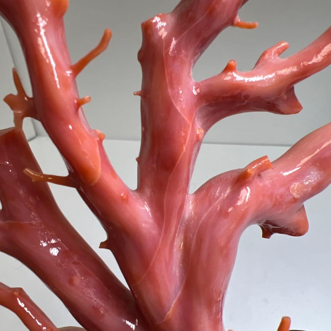 専用　本肉赤珊瑚　ケース付　台込221g 東Y8-0130②トヒトオ