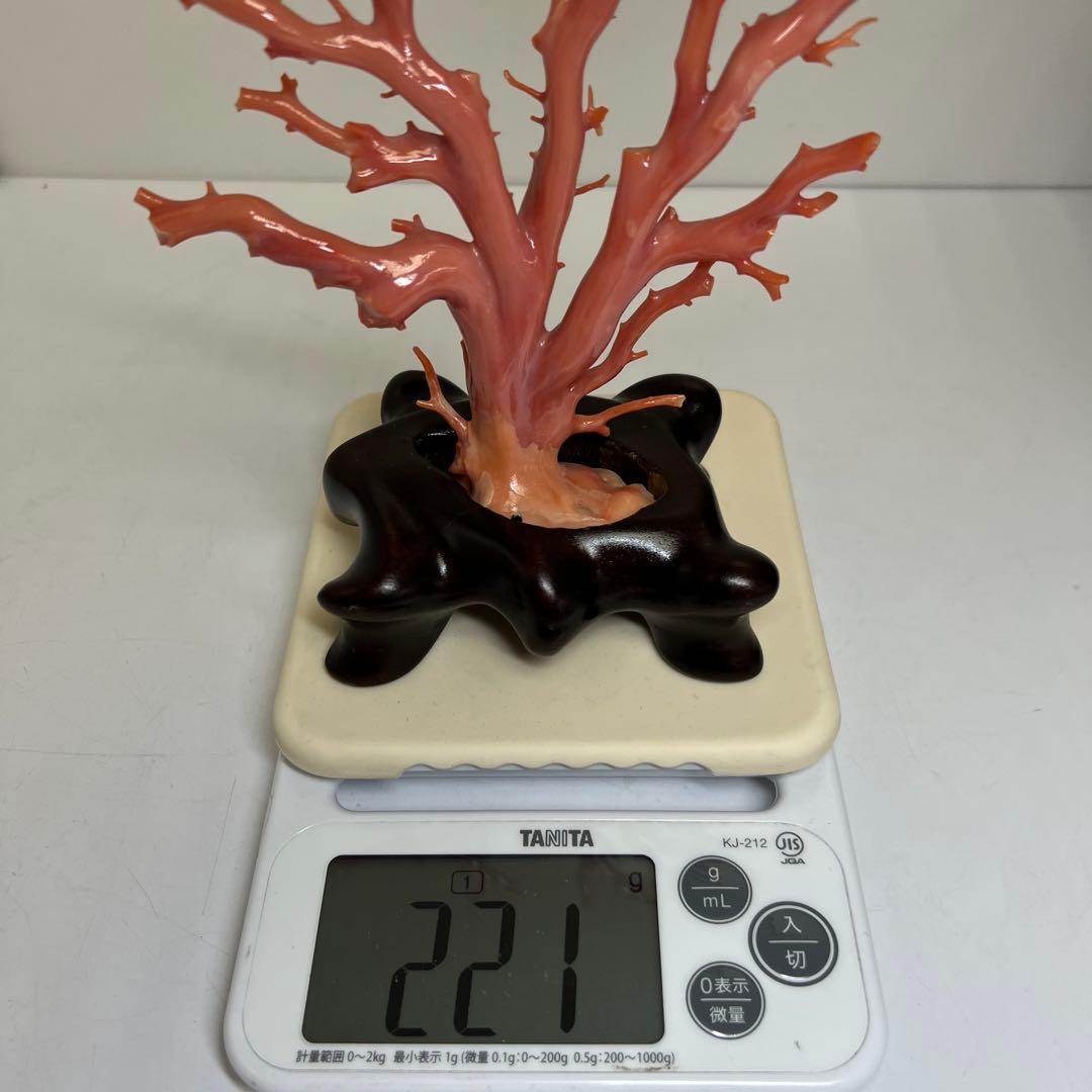 専用　本肉赤珊瑚　ケース付　台込221g 東Y8-0130②トヒトオ