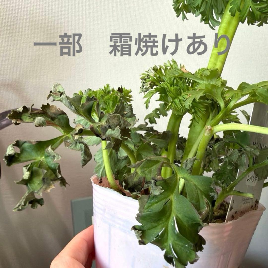 【2年株】八重咲き　プレミアムアネモネ　レバンテ クリーム色《2/5》