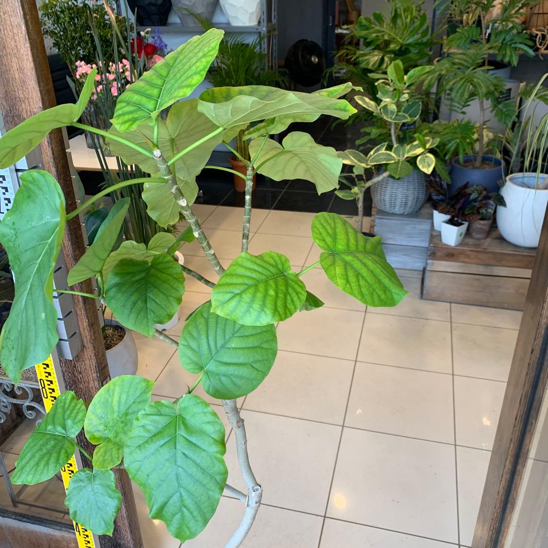 フィカス ウンベラータ 曲がり 8号