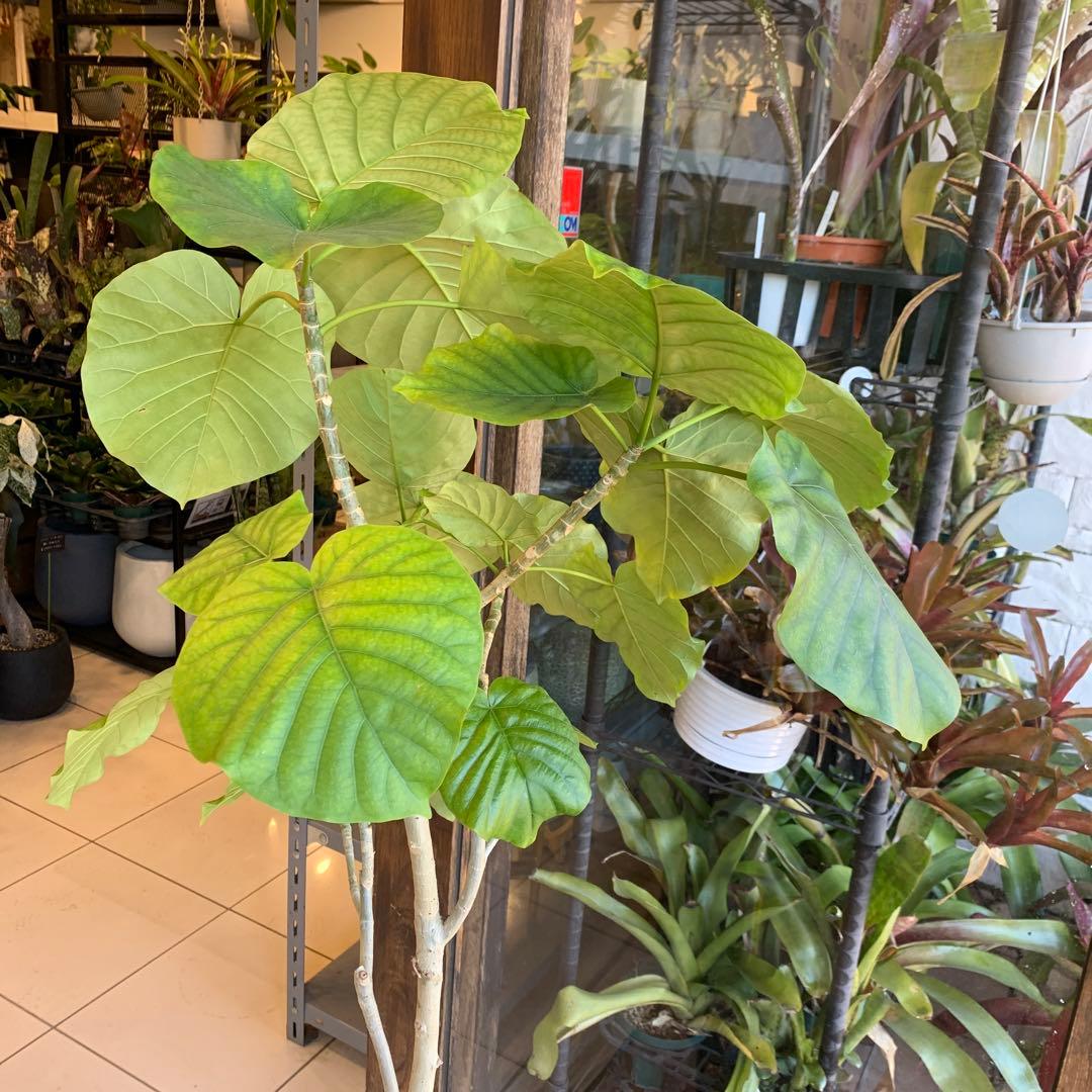 フィカス ウンベラータ 曲がり 8号