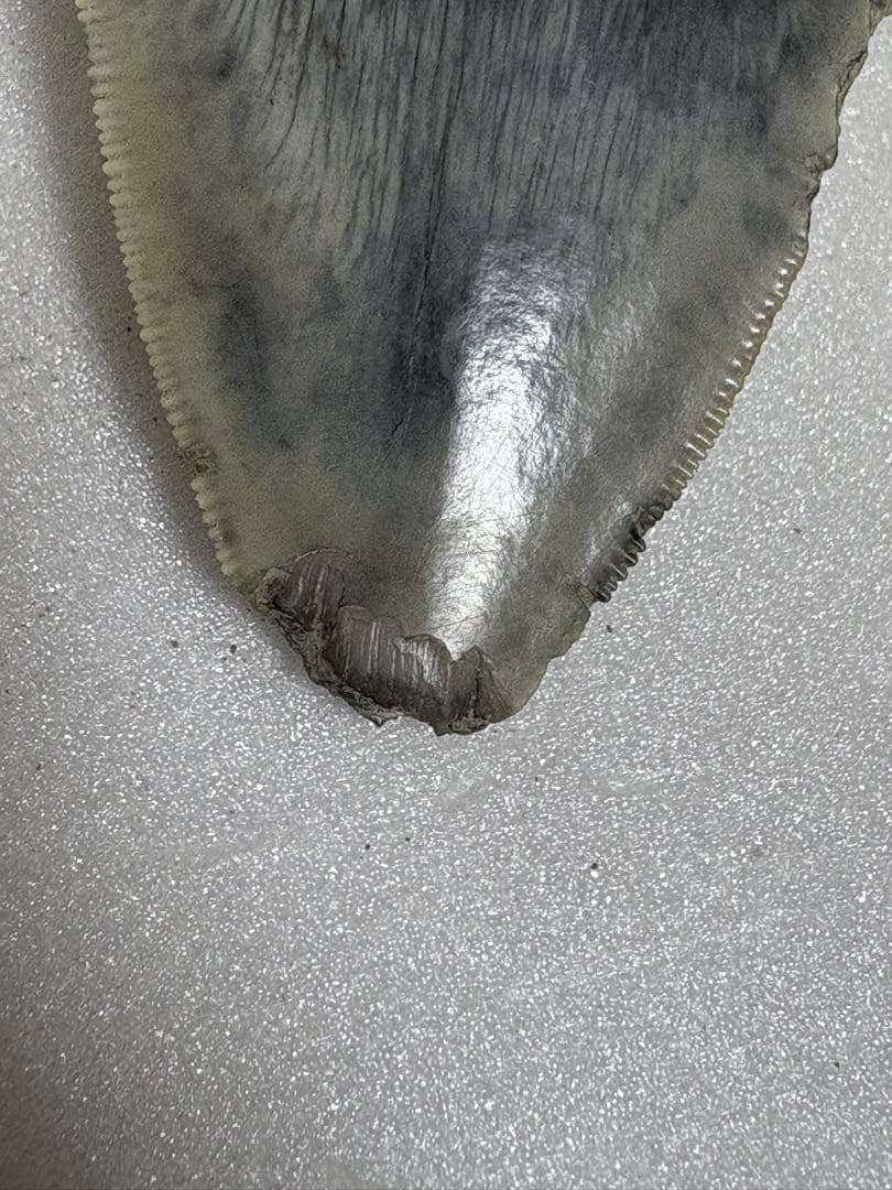 化石サメの歯メガロドンインドネシア約9.6cm 約134g 新生代第三紀中新世