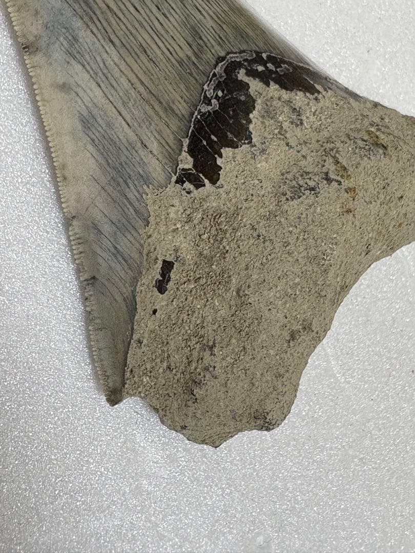 化石サメの歯メガロドンインドネシア約9.6cm 約134g 新生代第三紀中新世